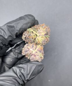 bubblegum gelato strain